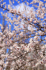 Beautiful blossoming tree outdoors