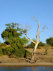 Botswana, Zambezi River, Africa, Safari & Cruise