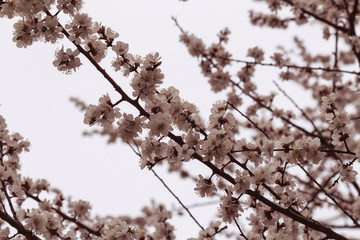 Beautiful blooming blossom buds and flowers on fruit trees cherry peach apricot in picturesque spring close up