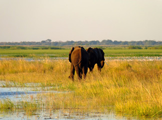 Botswana, Zambezi River, Safari & Cruise 