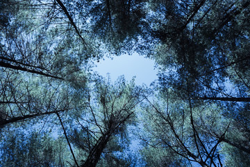 A Canopy of trees silhouette against deep blue sky with tint of white color resembling winter sky in snowy region, shot taken from below..