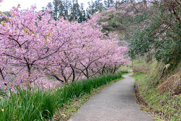 佐久間ダムの河津桜　千葉県安房郡鋸南町