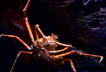 Japanese giant spider crab swimming underwater aquariumun on the rock ocean / Macrocheira kaempferi