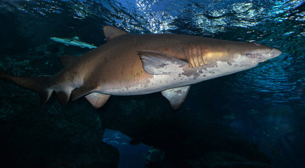 Obraz premium Shark swimming marine life in the ocean / Sand tiger shark picture sea underwater