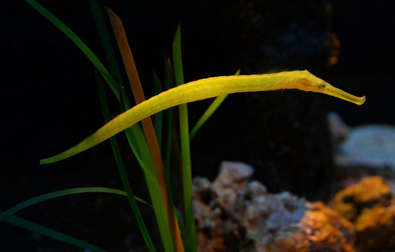 reef fish yellow and green alligator pipefish swimming in the underwater - in family seahorse
