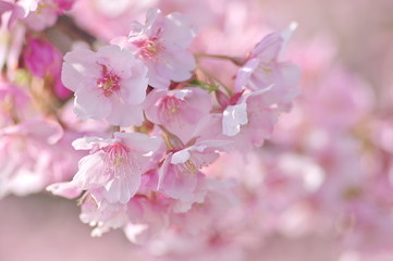 河津桜