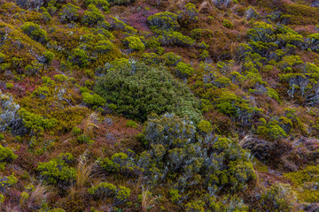 Northern Circuit, Tongariro National Park 