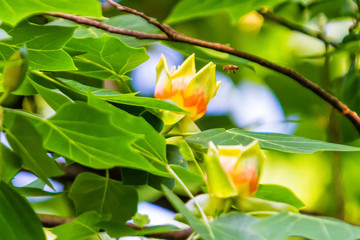 Close up of a flower of an adult American tulip tree, Liriodendron tulipifera, with natural grown up form