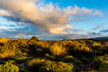 Obraz premium Alpine Tussock, Tongariro National Park 