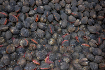 Fresh raw sea cockles clams display for sale seafood market or Thai street food use for cook steamed blanched cockles clams