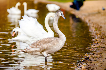 Young Swan standing in the water near the shore