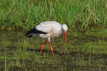 Wildlife bird stork nature outdoor sunny day