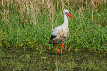 Wildlife bird stork nature outdoor sunny day