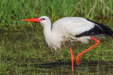Wildlife bird stork nature outdoor sunny day © Dirk
