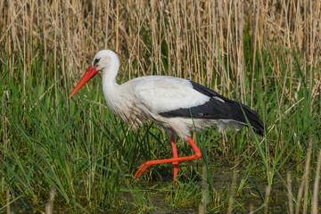 Wildlife bird stork nature outdoor sunny day
