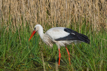 Wildlife bird stork nature outdoor sunny day