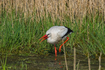 Wildlife bird stork nature outdoor sunny day