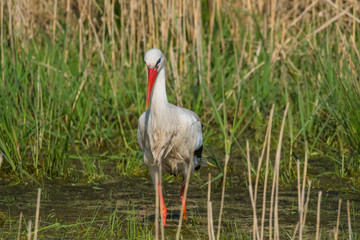 Wildlife bird stork nature outdoor sunny day