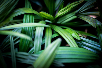 palm leaves tropical plant close up green leaf in the jungle foliage dark background