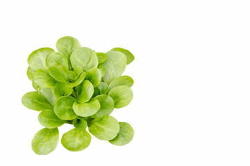 close up of lettuce green salad isolated on white background