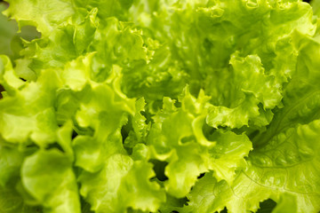 close up of green salad leaves in spring season isolated background 