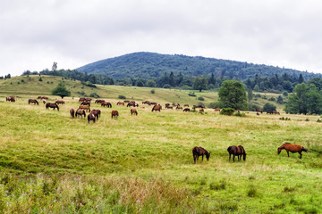 Rural landscape with horses being grazed on a pasture in Beskid Niski mountain range. Poland. Konik...