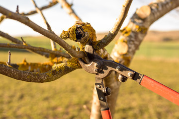 Gardener pruning fruit tree branch in the orchard