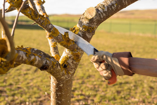 Gardener pruning fruit tree branch in the orchard