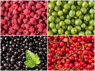 Set of fresh berries, raspberry, currant, gooseberry, black currant
