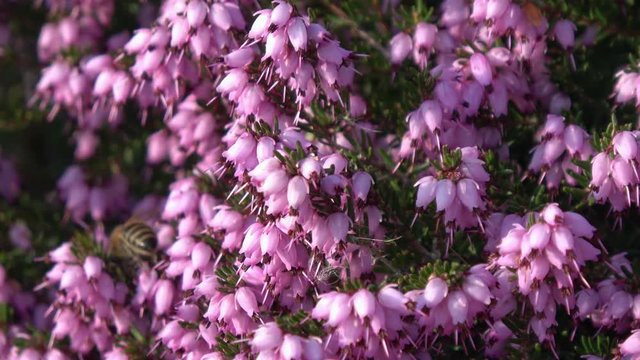 eine Biene sammelt auf einer Blume (Schneeheide) Honig