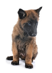 puppy malinois in studio