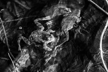 in spring, for green frogs mating