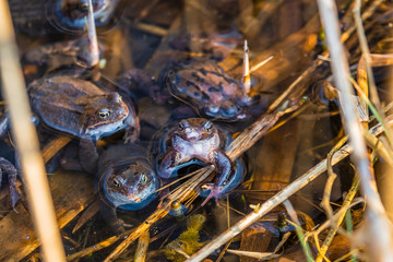 in spring, for green frogs mating