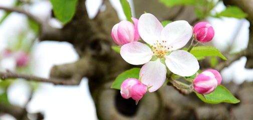 Fototapeta na wymiar Apfelblüten auf einem alten knorrigen Baum - Blütezeit in Südtirol