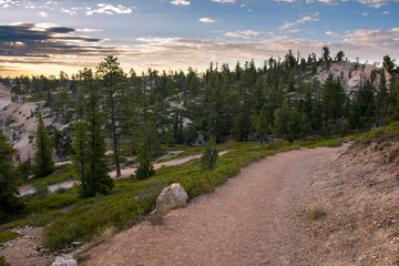 landscape on the bryce canyon in the united states of america