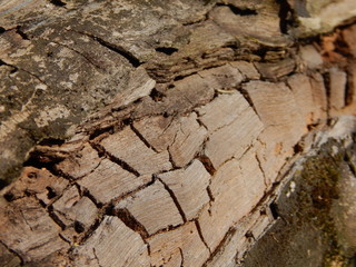 Fototapeta premium Woody bark. Macro photography
