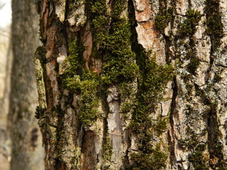 Moss on tree bark. Macro photography