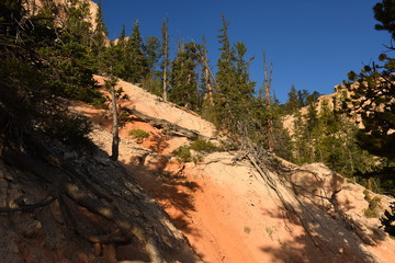 landscape on the bryce canyon in the united states of america