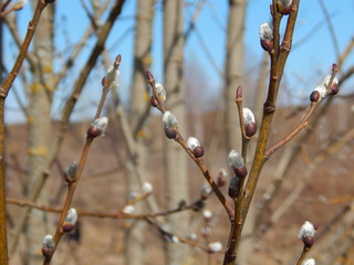 Buds on the trees. Macro photography