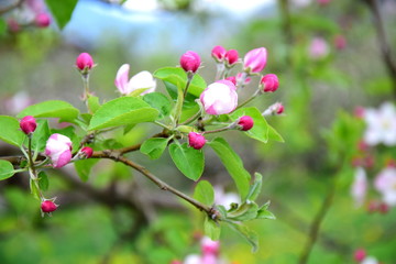 Apfelbaumblüten und Knospen im Frühling