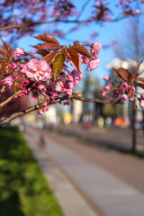 Japanese Cherry Tree Blossoms at the Grassi Museum in Leipzig