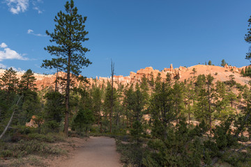 landscape on the bryce canyon in the united states of america