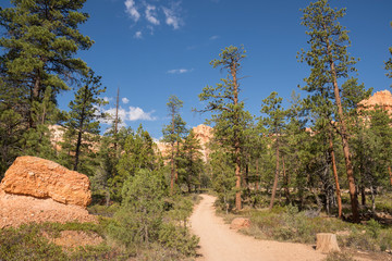landscape on the bryce canyon in the united states of america