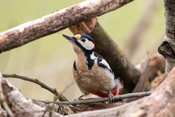 Naklejka premium Buntspecht1