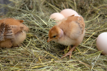 Newborn yellow chickens in hay nest along the whole. Closeup of yellow chickens in the nest.