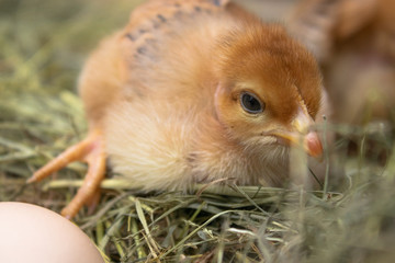 Closeup of yellow chickens in the nest, yellow little chickens, fresh egg in the nest on the farm. Poultry farming.