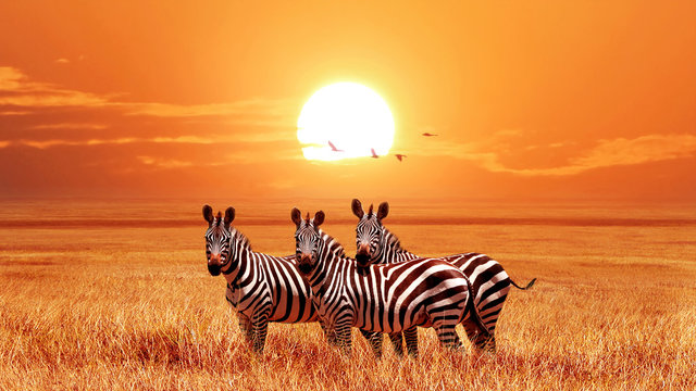 Fototapeta Afrykańskie zebry przy pięknym pomarańczowym zmierzchem w Serengeti parku narodowym. Tanzania. Dzika przyroda Afryki.