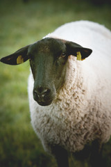 sheep in a field on a misty cold morning