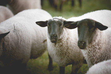 sheeps in a field on a misty cold morning