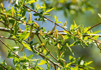 Yellow flowers on the branches of willow in spring